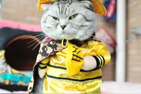 为什么不喜欢猫的人反而更会吸引猫咪的靠近呢？图片