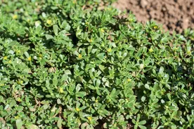 春天，遇到此野菜别手软，一次性买10斤，从春吃到冬图片