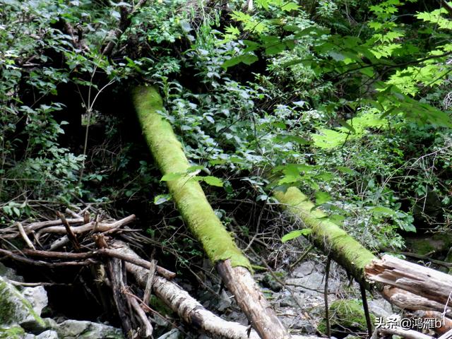 重走抗联路——本溪关门山森林公园鸣翠谷景区抗联秘营