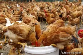 用米糠喂鸡，按照这三个方法来做，效果好效益高图片