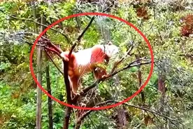 我国秦岭发现新“神兽”，全世界仅此一只，世界各国都羡慕不已。图片