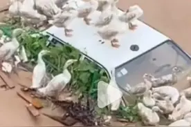 动物皆有情，看看面对这次水灾，动物们是如何自救的？图片