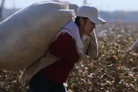 花开时节，全国数十万采棉人奔赴新疆：河南人为采棉“主力”图片