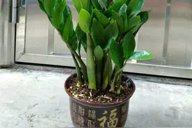 金钱树不爱长新芽，掌握“3个要点”，小芽一个接一个图片