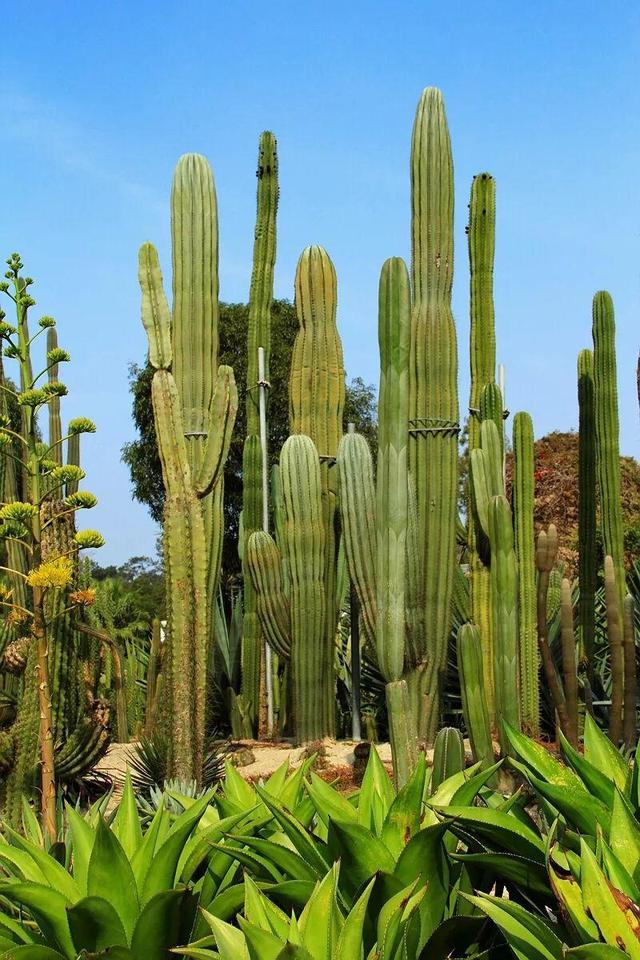 网红打卡圣地,种满多肉的植物园,充满了墨西哥风情!