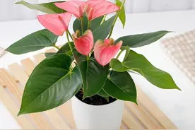 红掌花形独特、花色艳丽，掌握家庭养护技巧，轻松开满盆图片