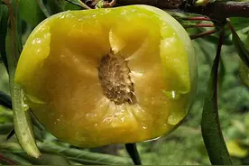 比青脆李贵10倍的蜂糖李，卖50元一斤，对比后终于知道它贵在哪了图片