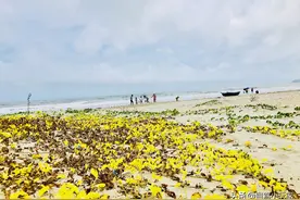 藏在阳江的5个野沙滩，原始人少，海鲜超多，看看你去过几个？图片