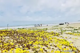藏在阳江的5个野沙滩，原始人少，海鲜超多，看看你去过几个？图片