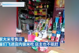 米店每天有上百只麻雀偷吃，老板：生态好，损失点不算什么图片