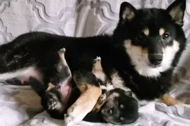 柴犬紧抱“独生子”，拒绝主人拿走，狗：就一只，留下吧图片