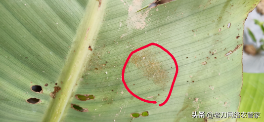 鐐柦鐥呫€佹牴绯诲彂鑲蹭笉濂姐€佺己绱犮€佽灗绫烩€︹€︼紝涓撳榻愯瘖鏂钑夐棶棰? onerror=