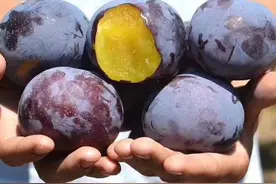 拳打美国黑布林，脚踢智利恐龙蛋：这能“脱骨”的李子，有何奥妙图片