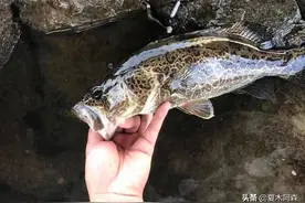 它是猎食鱼类，却不善游泳，机会主义者鱼种——鳜鱼图片