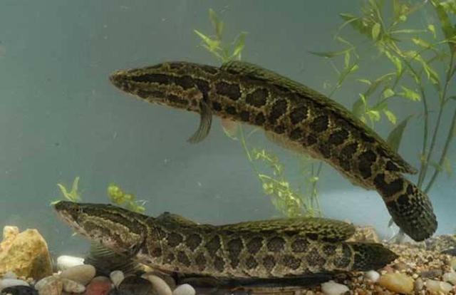 俗称“财鱼”，以鱼虾为生，味道十分鲜美，蛋白质含量比鸡蛋还高