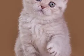 想你，却不敢打扰你图片