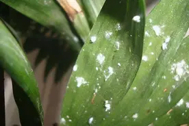 养花最怕生虫，这么自制“杀虫剂”，成本低、效果好又有趣图片