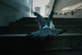 “鸟屎运”总会光顾那些自由而聪明的人图片