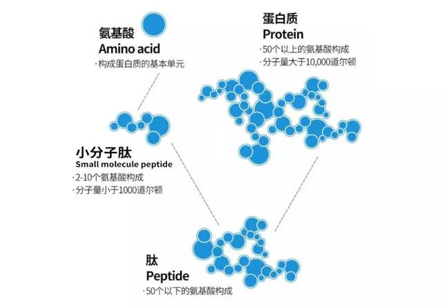Cerebras和Peptilogics合作,AI加速肽疗法的开发周期