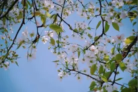 梨花仙子库尔勒 飘飘欲仙展彩屏图片