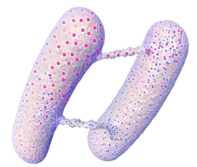 细菌纳米管是啥？真能连接细菌和哺乳动物细胞？