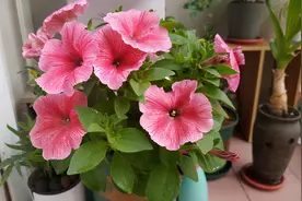 蛋壳的营养、制肥方法、养花的好处，大家知道多少？图片