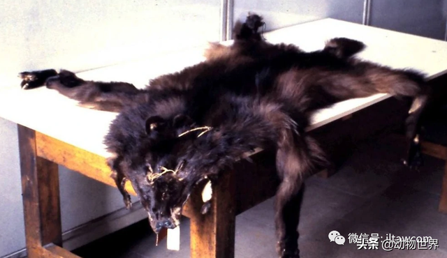 不可思议的神秘动物（四）