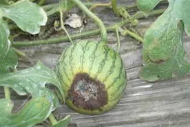 西瓜疫病的防治和治疗措施图片