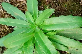 春天，野生“刺儿草”全身是宝，分享好吃做法，常食用好处多多图片