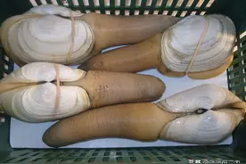 国外泛滥无人吃，20年前被引到我国，如今被大量养殖成高端海鲜图片