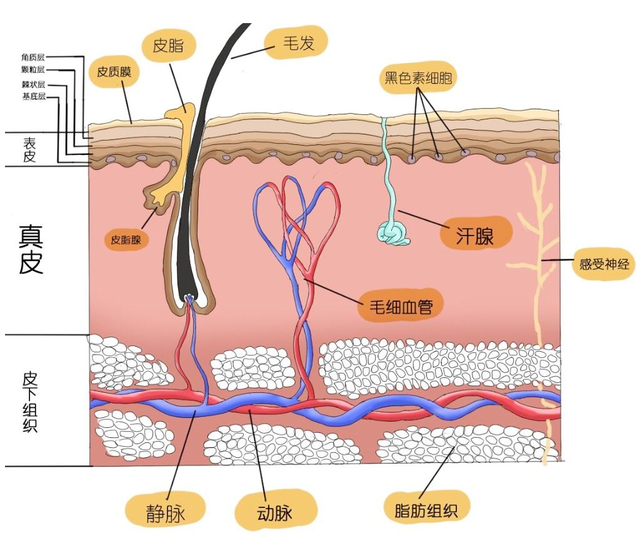 鑳跺師铔嬬櫧绌剁珶鏄€滄櫤鍟嗙◣鈥濊繕鏄編瀹瑰湥鍝侊紵鎴戜滑鐢ㄦ渶鏉冨▉鐨勮瘉鎹璇? onerror=