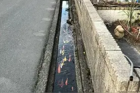 日本的排水道养锦鲤，我们的排水道排污水，原因是什么？图片