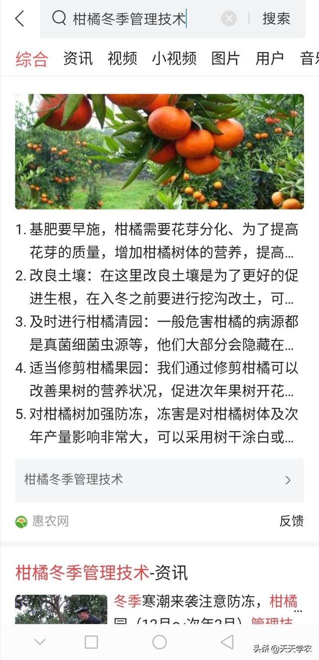 12月柑橘管理要点：控冬梢、施冬肥、防霜冻，现在掌握还来得及