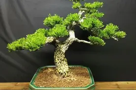 雀舌黄杨盆景，做好这几点，长得旺盛，造型美观图片