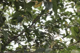 一年秋意浓，桂花香满城！中秋想在郑州赏桂花，看这些地方就够了图片