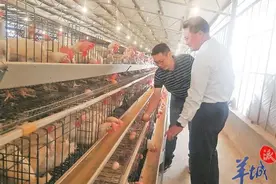 茂名电白区那霍镇：一颗鸡蛋让脱贫村奔康致富图片