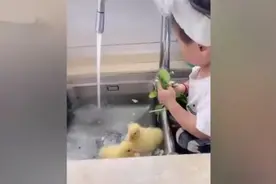 萌娃在洗碗池和鸭子玩过家家气笑妈妈，网友：鸭子肯定是被绑架了图片