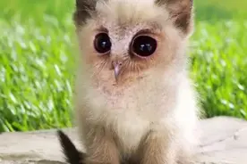 小猫和小鸟结合的“后代”，不可思议啊，每一张都好萌图片