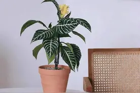 早春家里养斑马花，做好这5件事，叶绿花美、清新又养眼图片