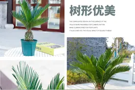 铁树四季长青，羽叶光亮，一养就是十几年，还能吸收有害气体图片