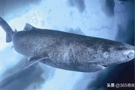 被死神遗忘的鲨鱼，从明朝活到现在，现512岁！科学家都难以解释图片