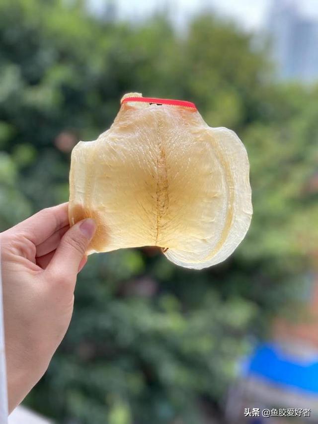 台山赤嘴鱼胶功效一斤 2026年赤嘴鱼胶价格