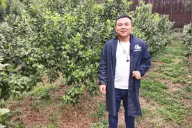 「柑橘技术」砂糖桔保果常见问答和注意事项图片