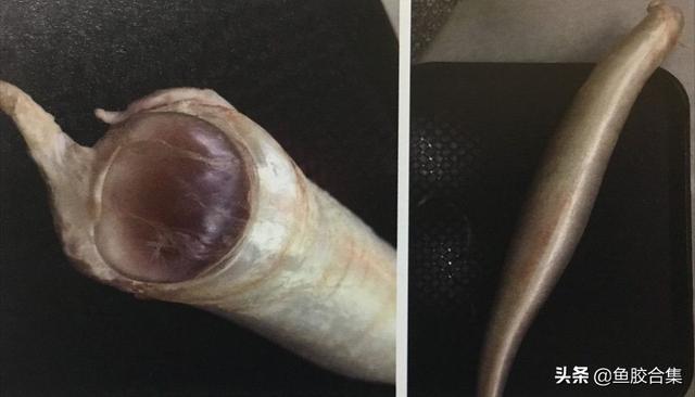 安南花胶 安南花胶是什么鱼