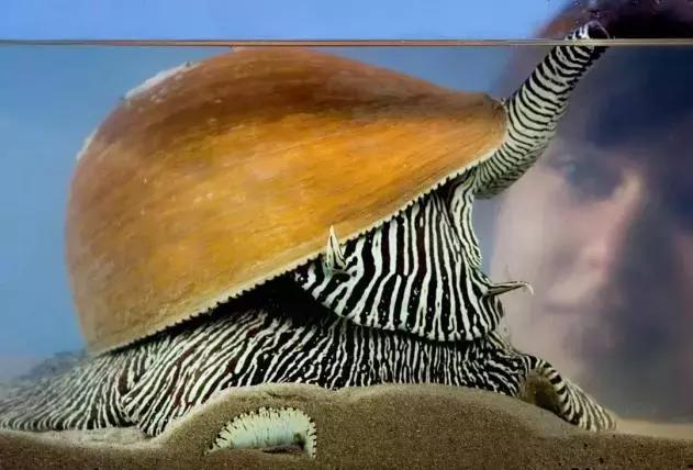 《海绵宝宝》中的生物原型你知道是哪些吗?居然还有这个!