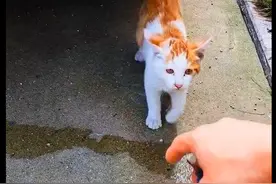 厚脸皮的流浪橘猫，被拒绝后还赖在人家门前求收养，终被允许进屋图片