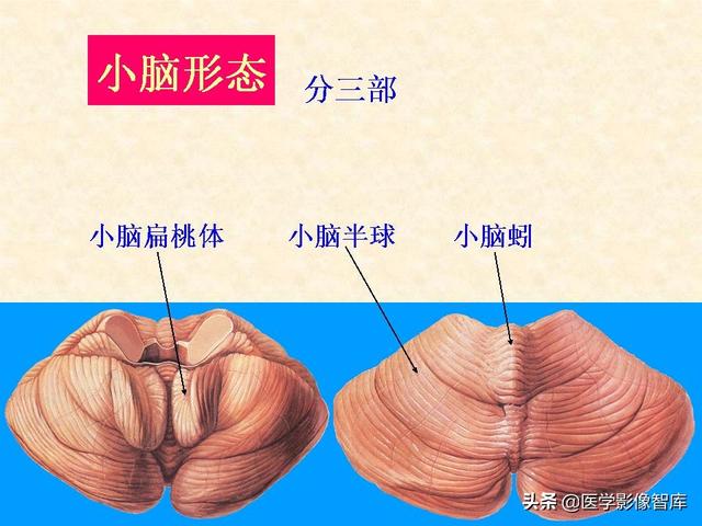 脑干、小脑及间脑解剖