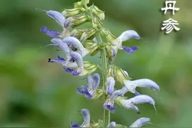 中药古今研究：丹参图片