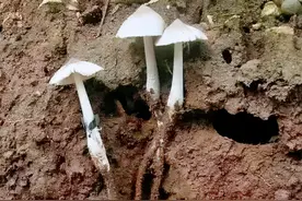 长在白蚁窝里面的乌灵参，卖数万元一斤，挖到的人却不愿出售？图片