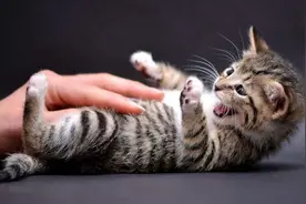 猫咪露出肚子摸了摸它，它竟然咬我？过来人告诉你：别瞎摸图片
